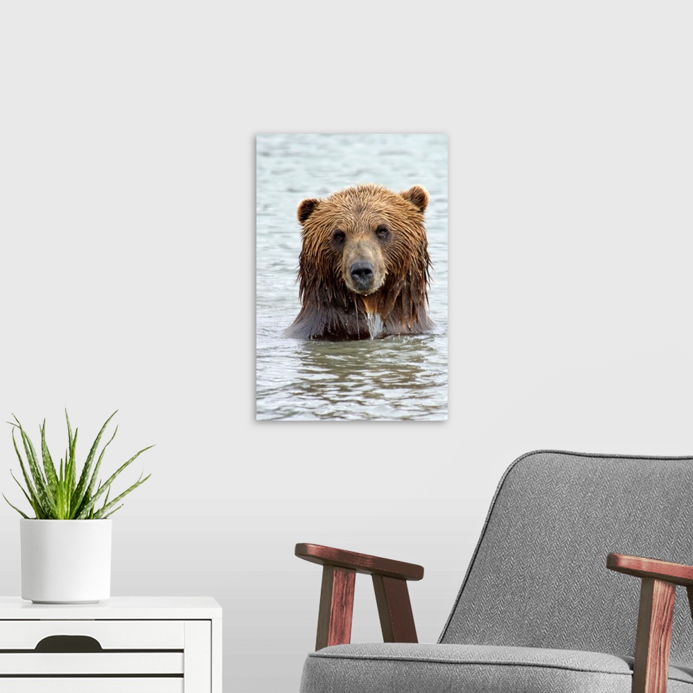 A modern room featuring Brwon bear standing in lake, only head and shoulders above water, staring right at camera.