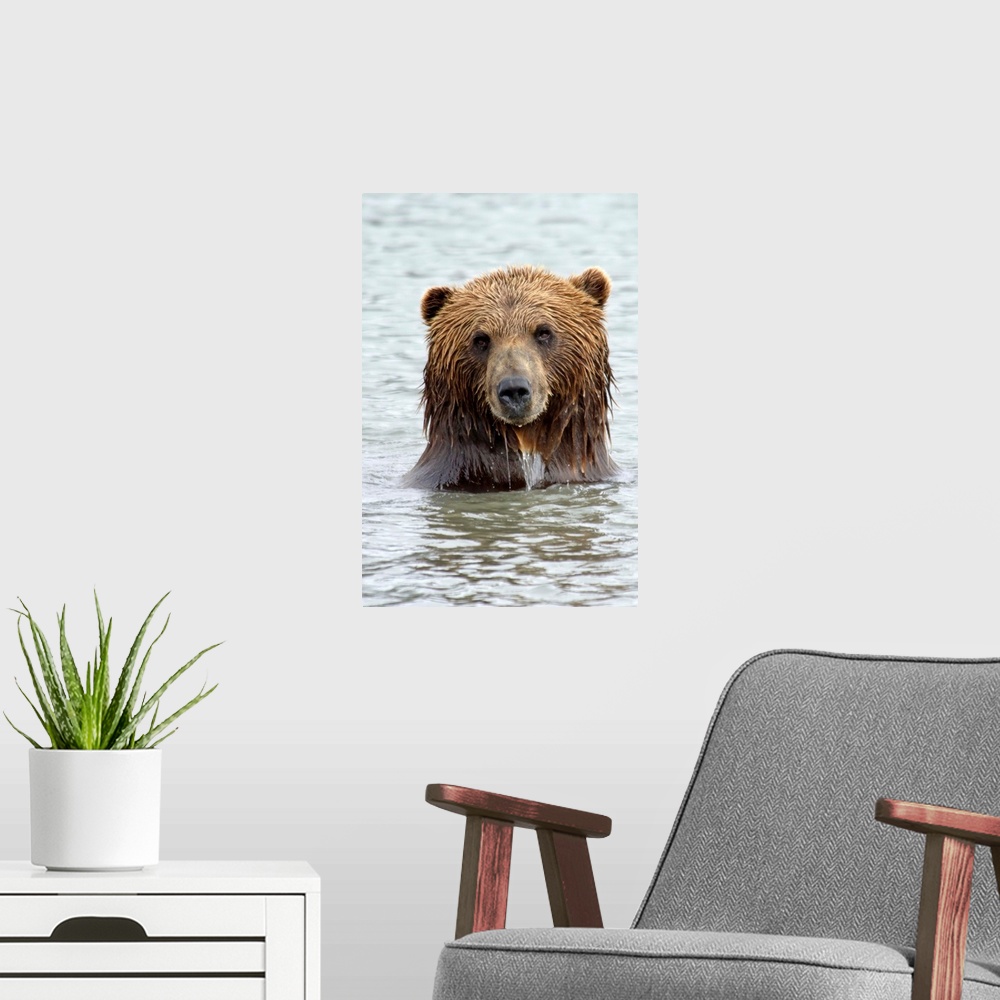 A modern room featuring Brwon bear standing in lake, only head and shoulders above water, staring right at camera.