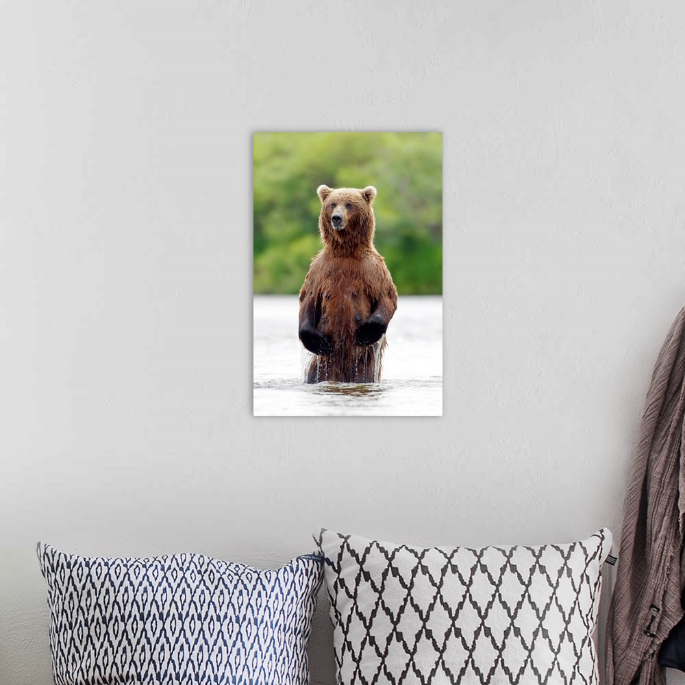 A bohemian room featuring Brown Bear Standing In River, Katmai National Park, Southwest Alaska