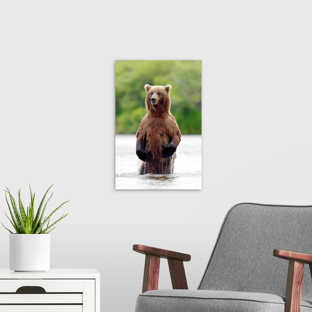 A modern room featuring Brown Bear Standing In River, Katmai National Park, Southwest Alaska
