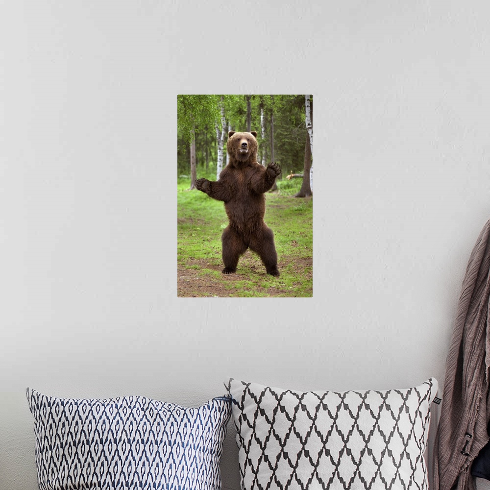 A bohemian room featuring Brown Bear Standing On Hind Legs Southcentral Alaska Summer