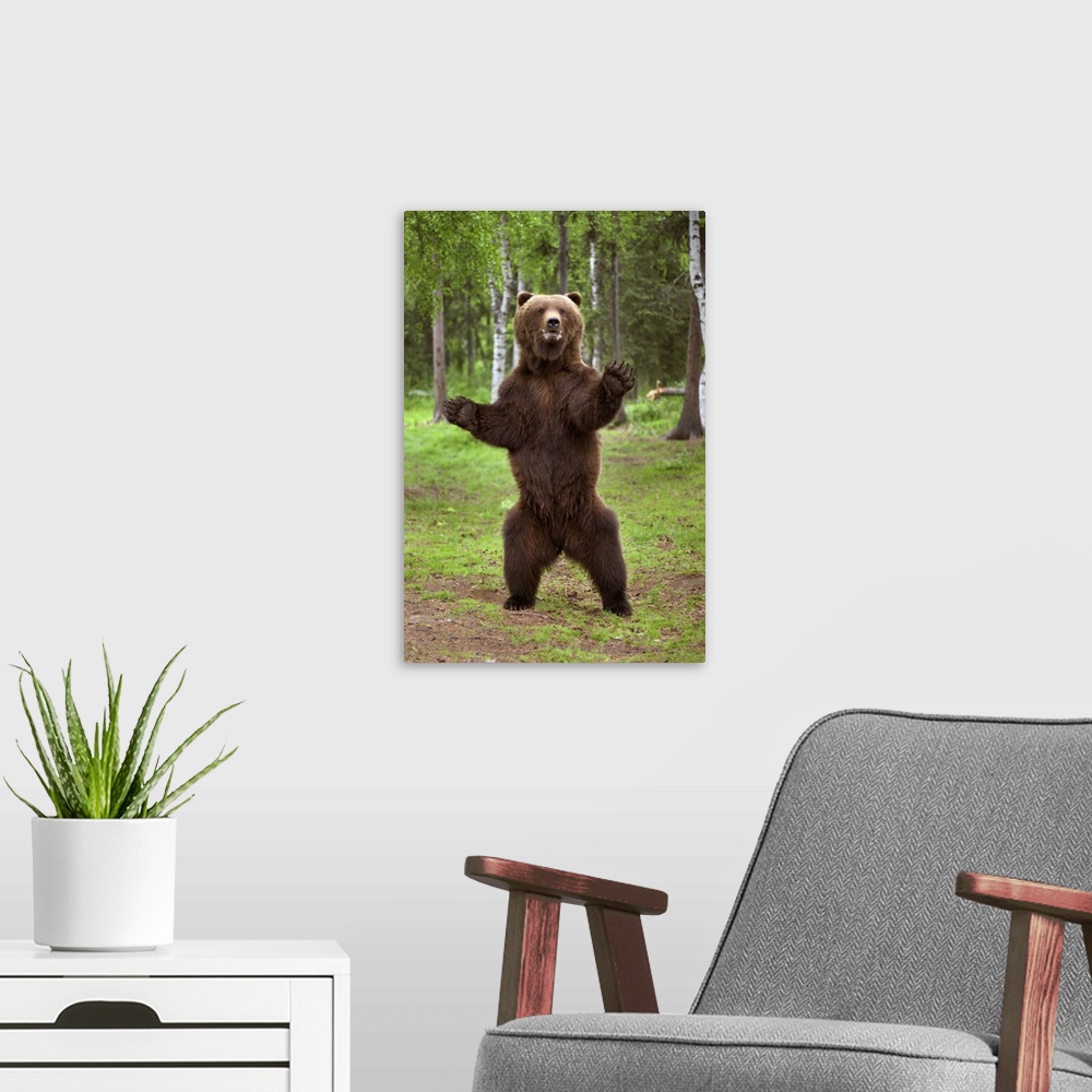 A modern room featuring Brown Bear Standing On Hind Legs Southcentral Alaska Summer