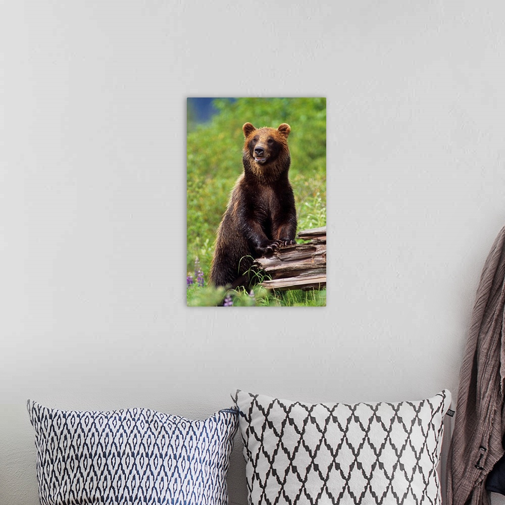 A bohemian room featuring Brown Bear Standing Upright On Log, Southcentral Alaska