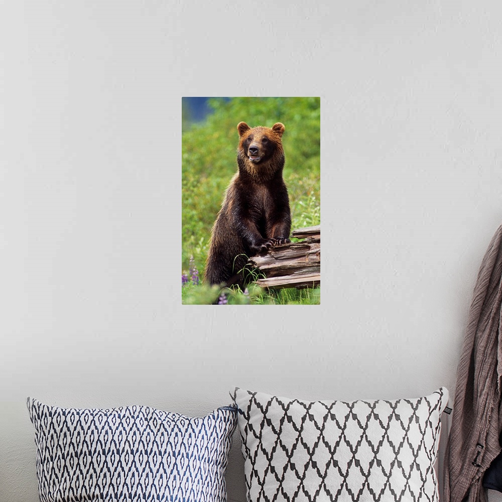 A bohemian room featuring Brown Bear Standing Upright On Log, Southcentral Alaska