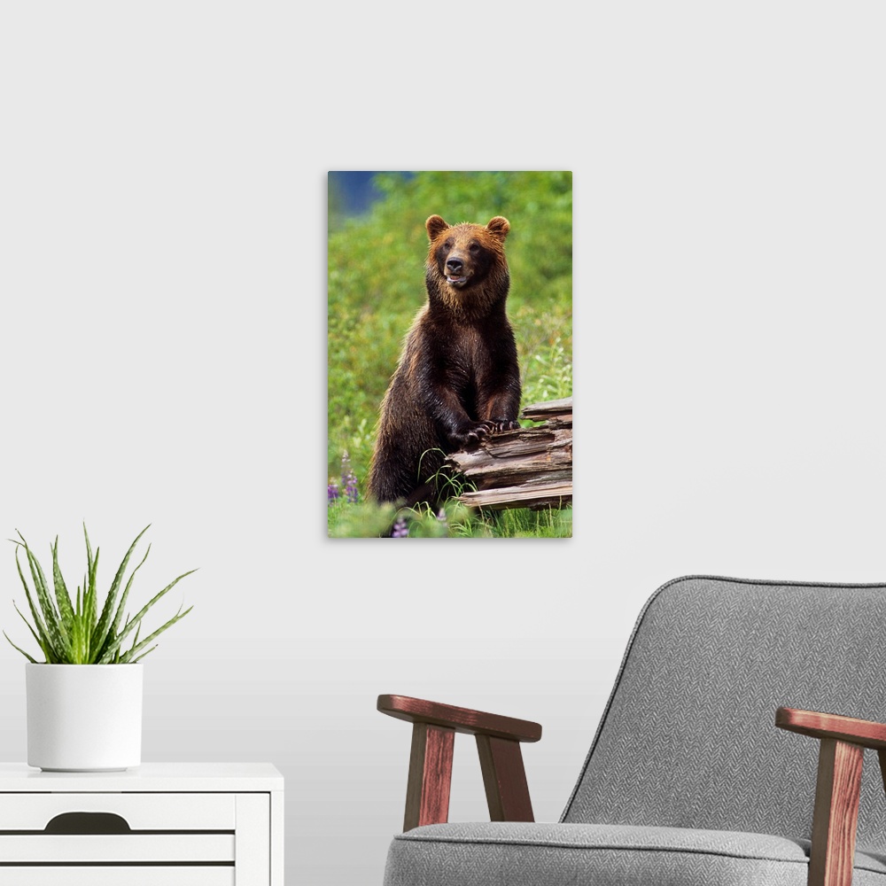 A modern room featuring Brown Bear Standing Upright On Log, Southcentral Alaska