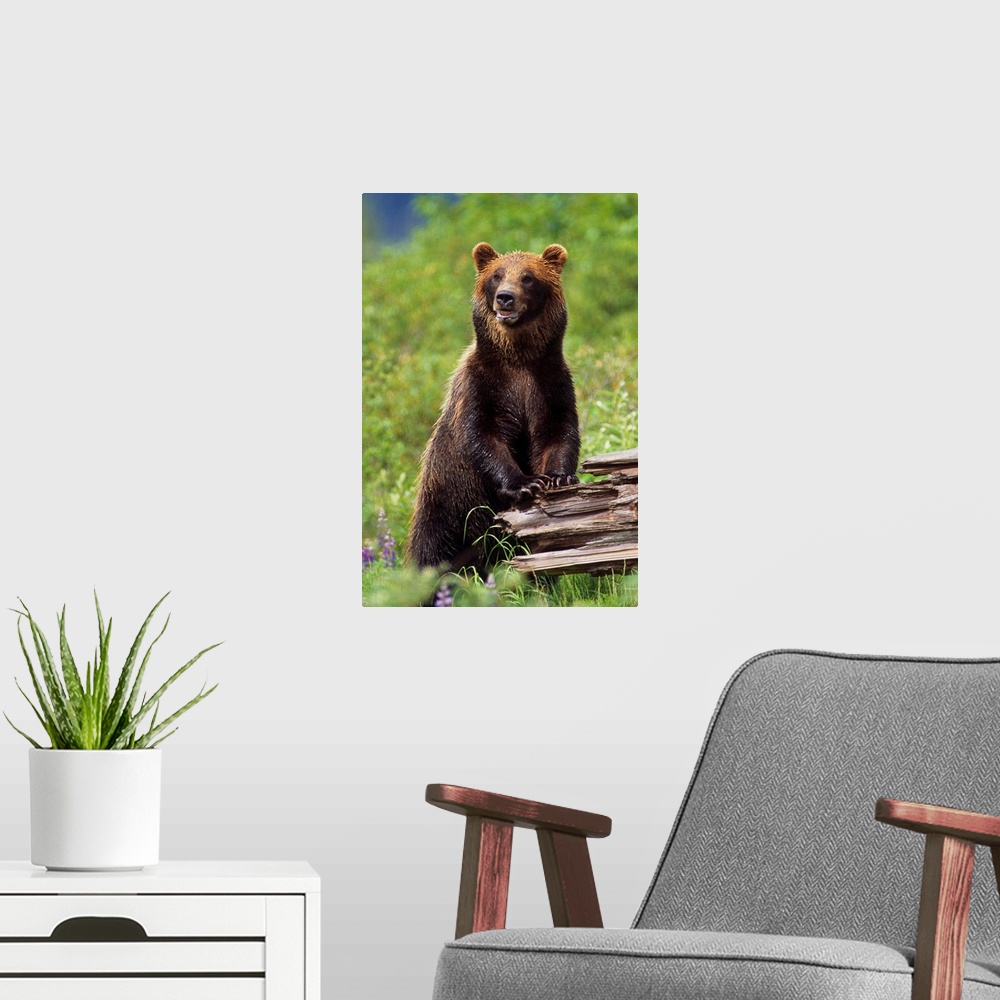 A modern room featuring Brown Bear Standing Upright On Log, Southcentral Alaska