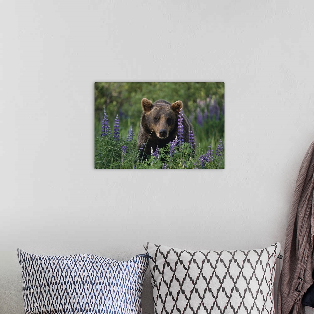 A bohemian room featuring Captive: Brown Bear Walking Amongst Lupine Wildflowers At The Alaska Wildlife Conservation Center...