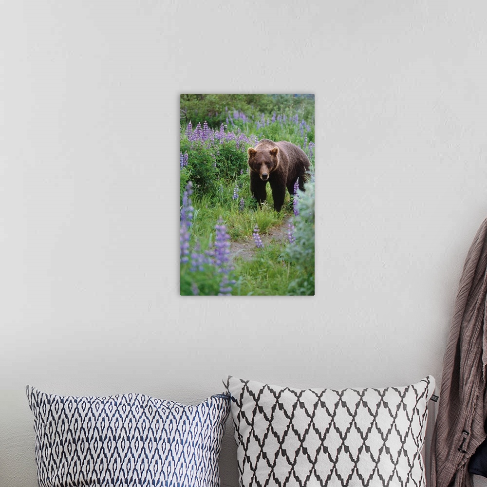 A bohemian room featuring Captive: brown bear walking amongst lupine wildflowers at the Alaska wildlife conservation center...