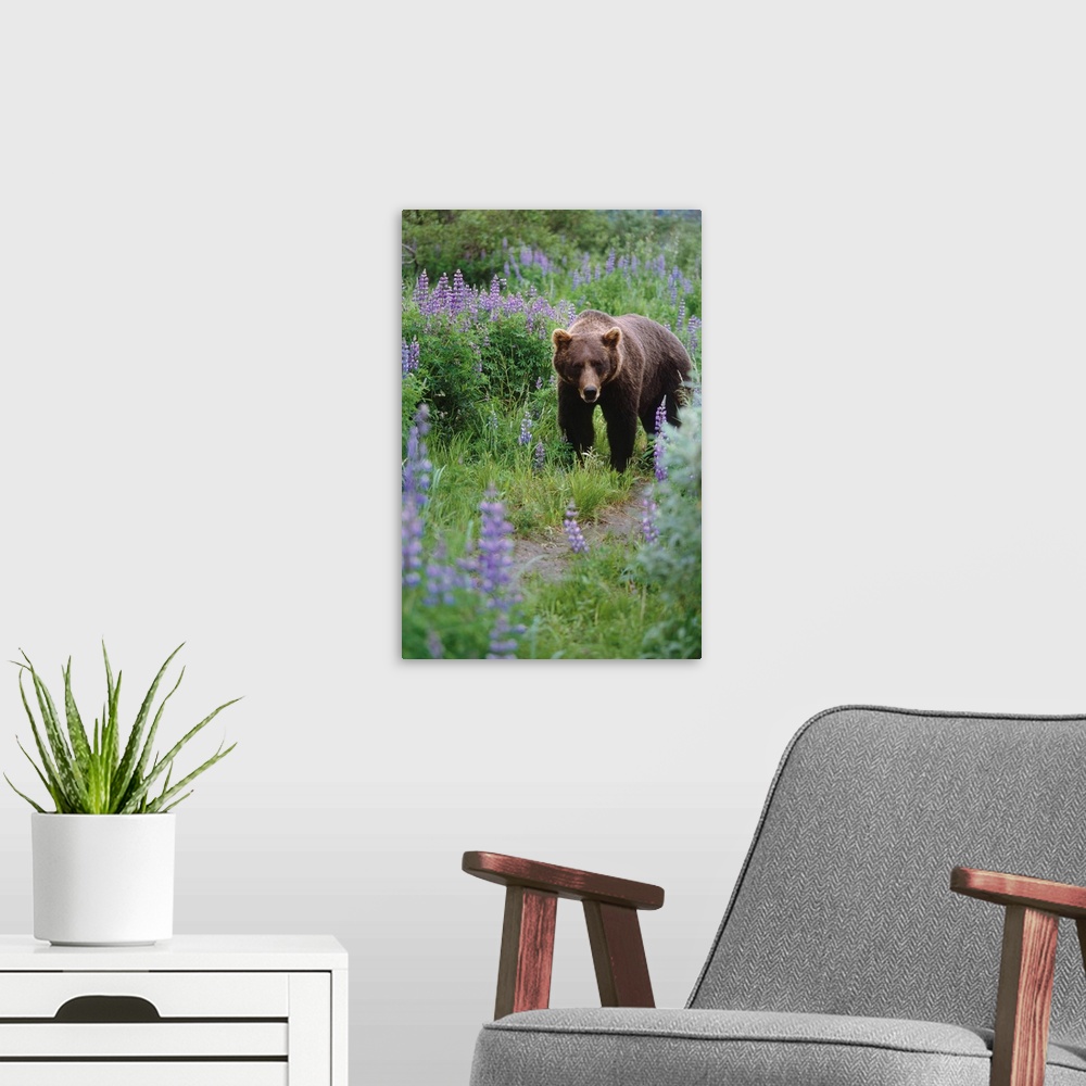 A modern room featuring Captive: brown bear walking amongst lupine wildflowers at the Alaska wildlife conservation center...