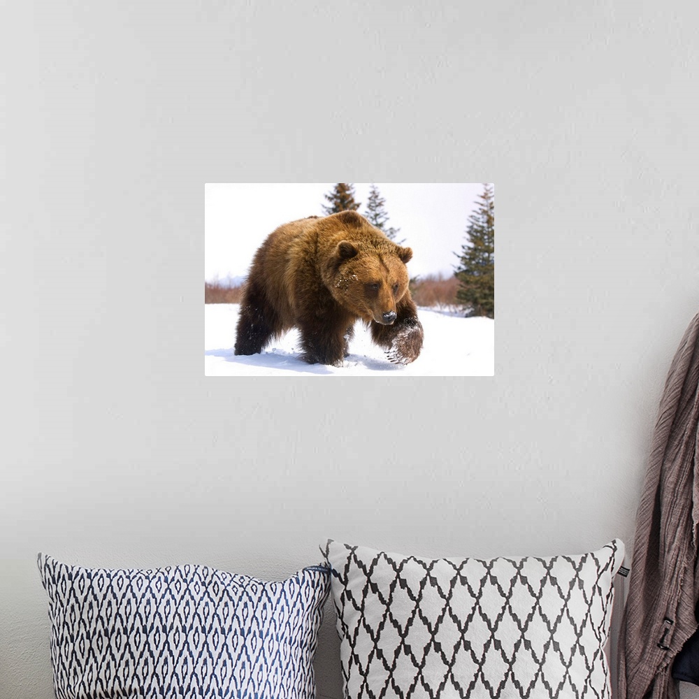 A bohemian room featuring Brown Bear Walks In Snow, Southcentral, Alaska