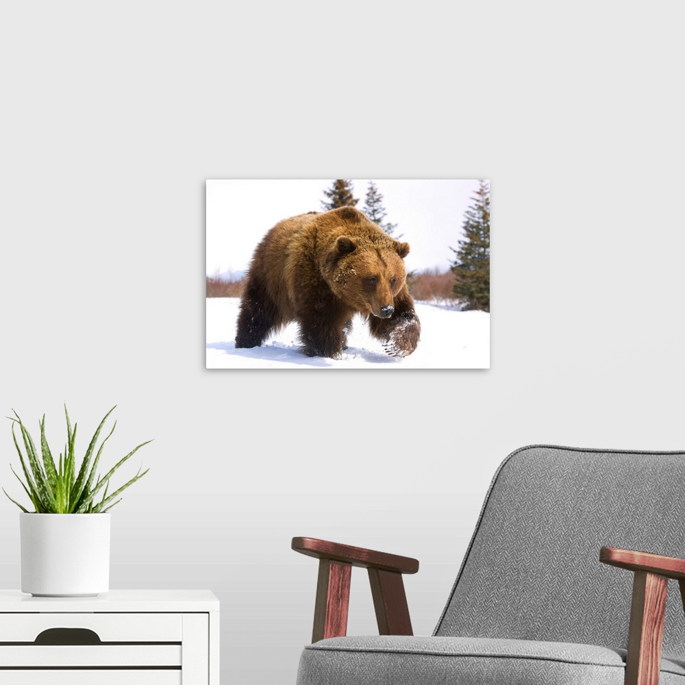A modern room featuring Brown Bear Walks In Snow, Southcentral, Alaska