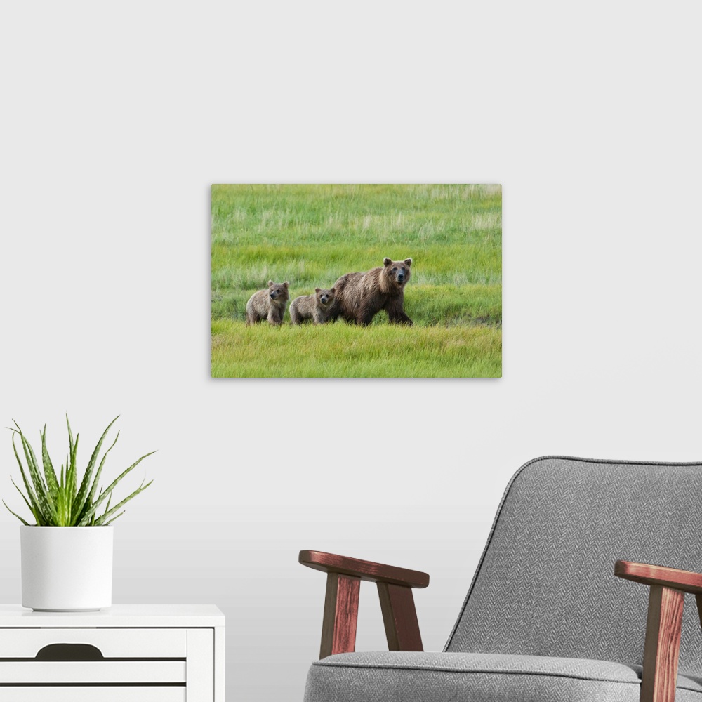 A modern room featuring Brown Bear Walks With Her Cubs In A Meadow, Lake Clark National Park, Alaska