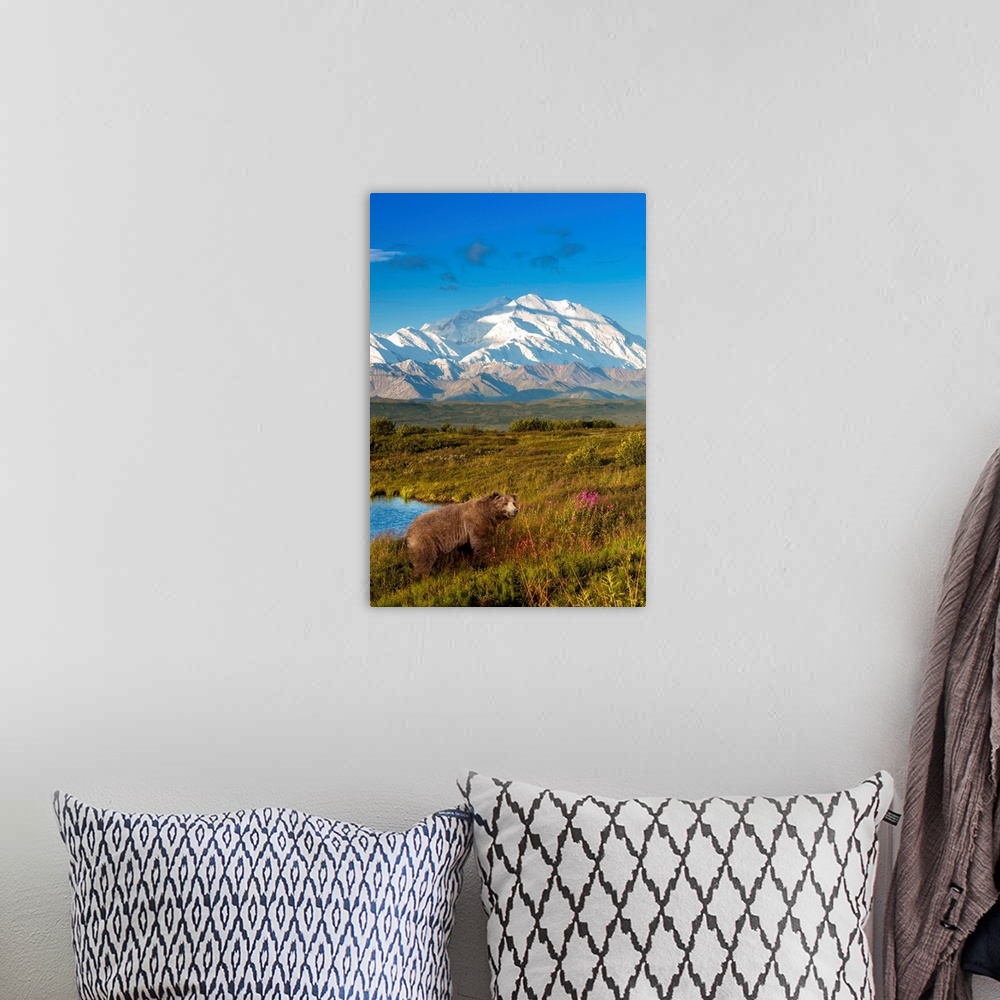 A bohemian room featuring Brown bear (ursus arctos) walking in a grass meadow with Mount McKinley in the distance, Denali N...