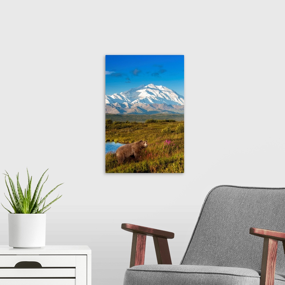 A modern room featuring Brown bear (ursus arctos) walking in a grass meadow with Mount McKinley in the distance, Denali N...