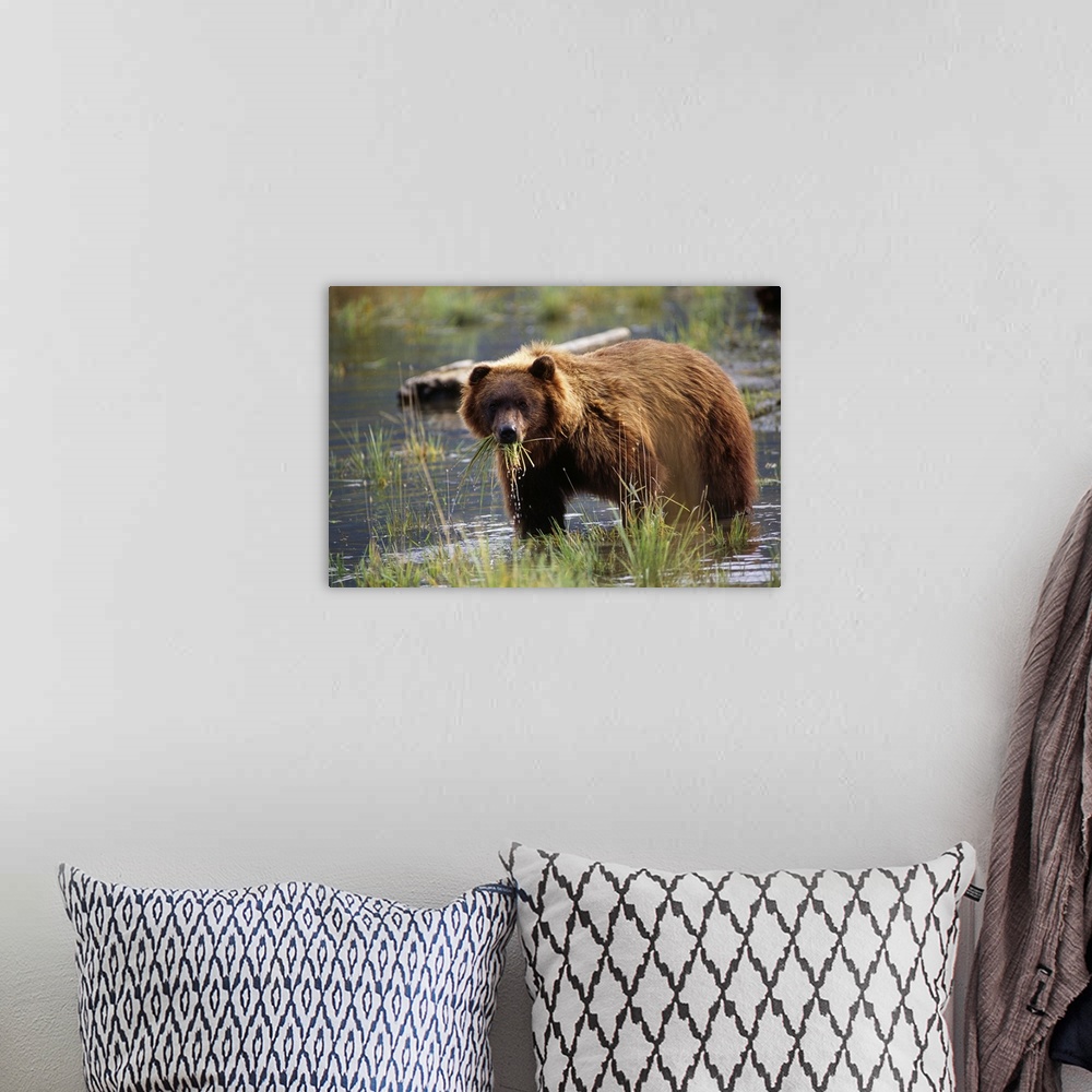 A bohemian room featuring Brown Bear With Mouth Full Of Grass, Alaska Wildlife Conservation Center