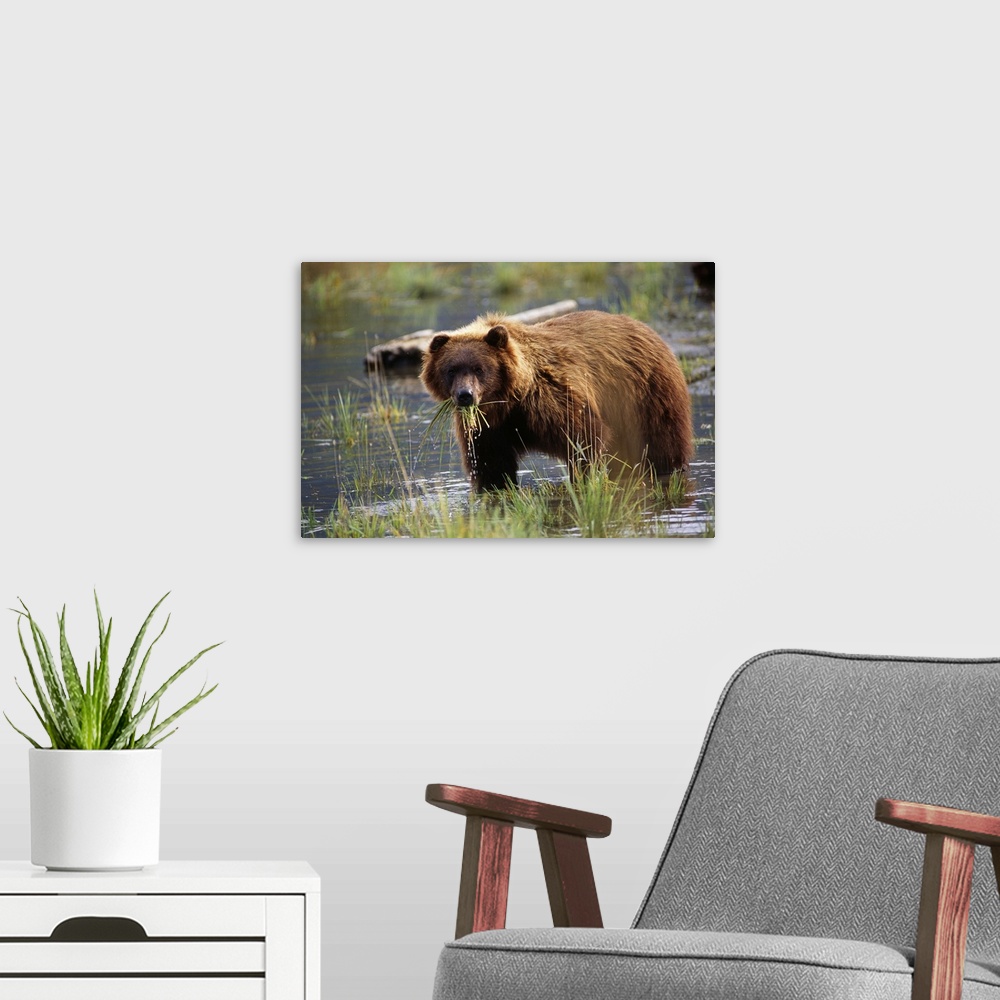 A modern room featuring Brown Bear With Mouth Full Of Grass, Alaska Wildlife Conservation Center