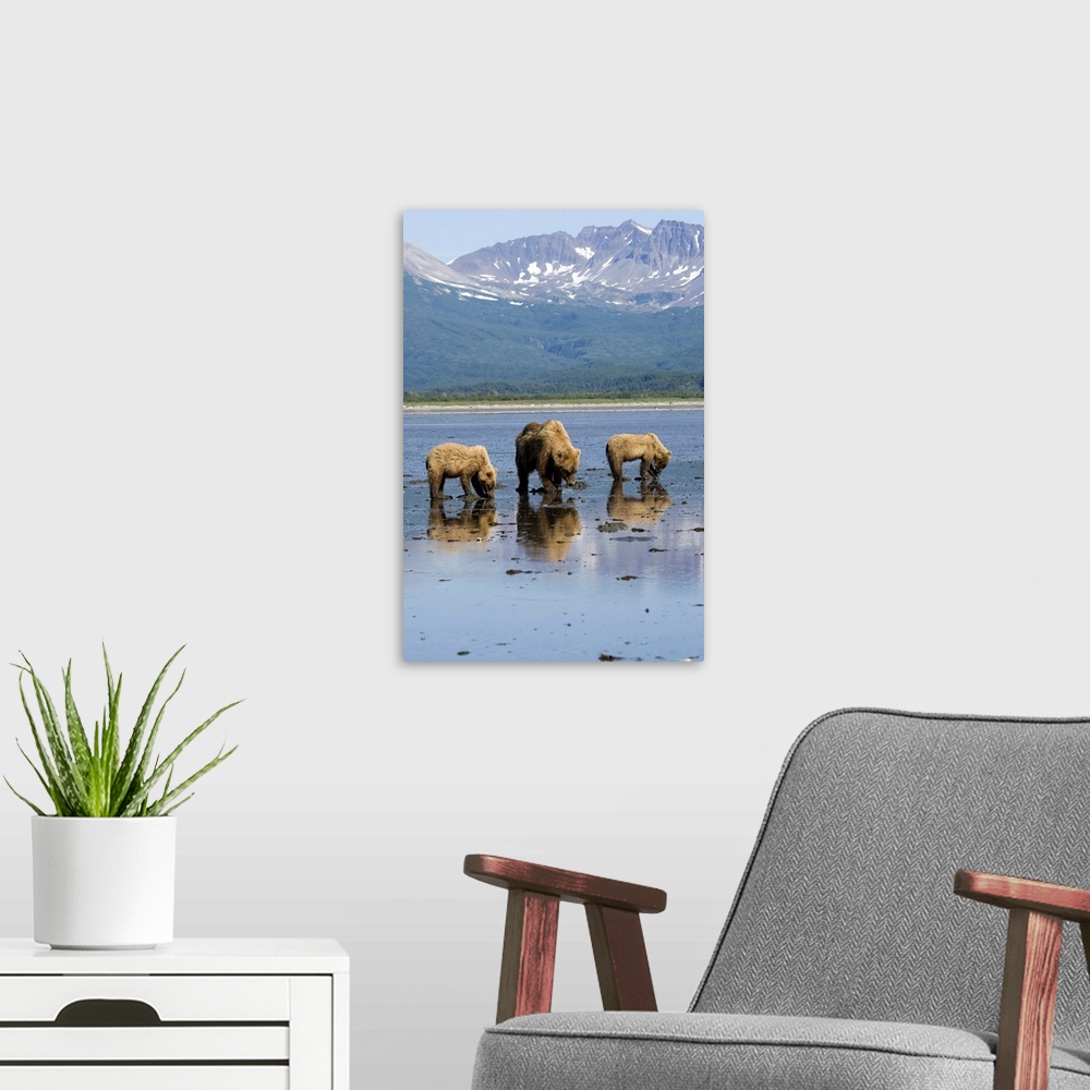 A modern room featuring Brown bears digging clams in tidal flats at mouth of big river in Katmai national park, Alaska.
