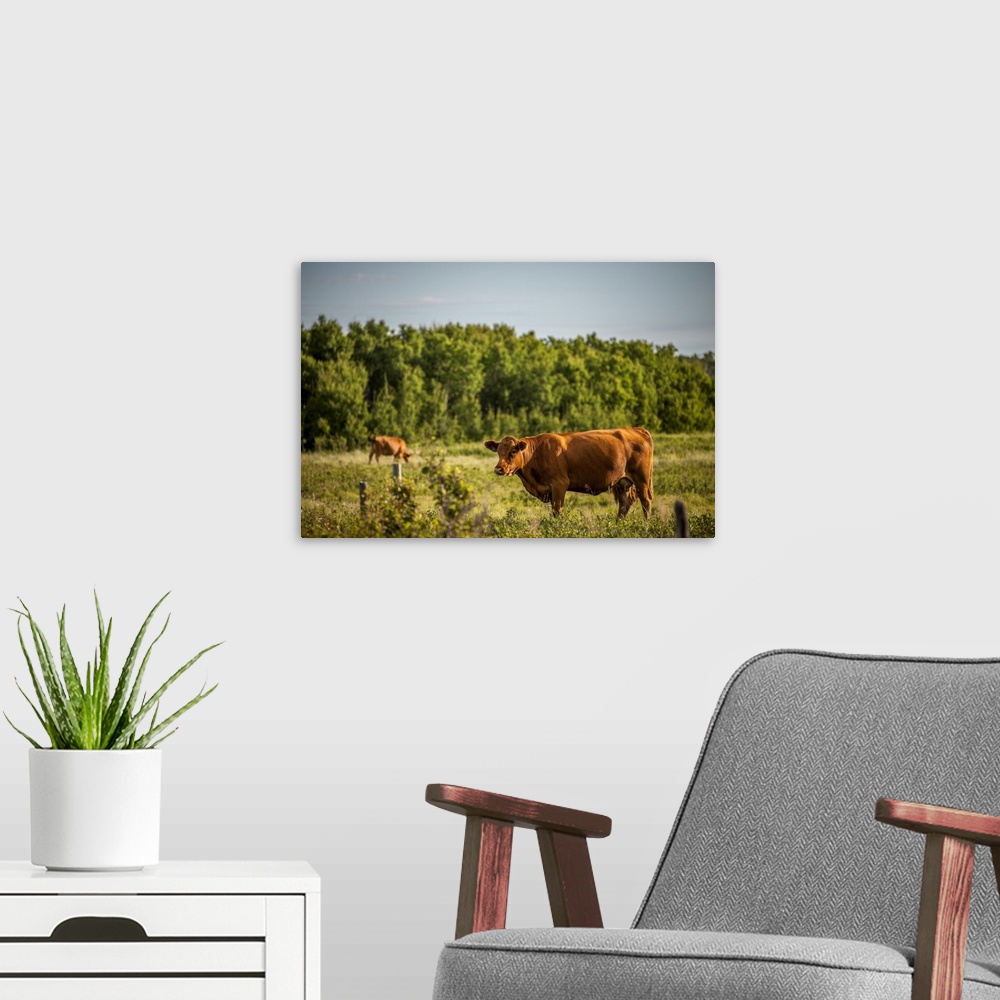 A modern room featuring Brown Cows In A Pasture With A Forest On The Edge; Saskatchewan, Canada