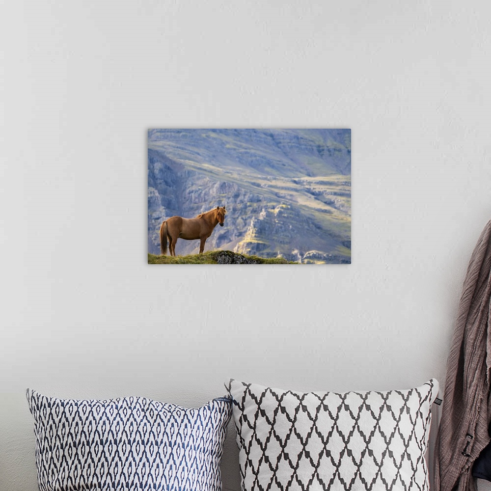 A bohemian room featuring Brown Icelandic horse standing in a grass field with a mountain in the background; Iceland