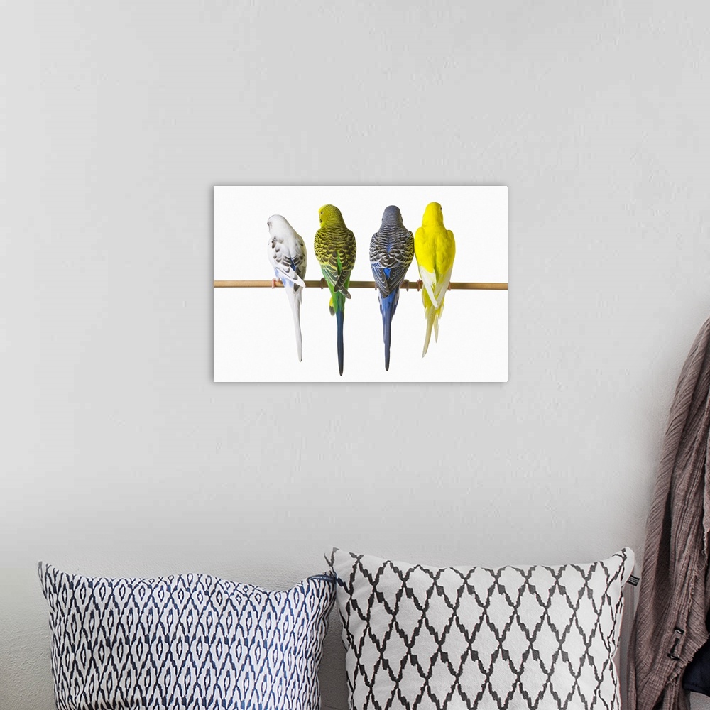 A bohemian room featuring Budgie Bird Posteriors