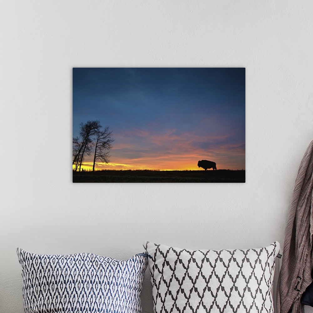 A bohemian room featuring Buffalo At Sunset In Elk Island National Park; Alberta, Canada