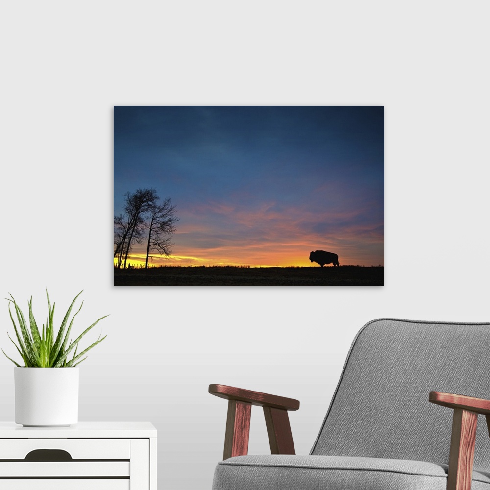 A modern room featuring Buffalo At Sunset In Elk Island National Park; Alberta, Canada