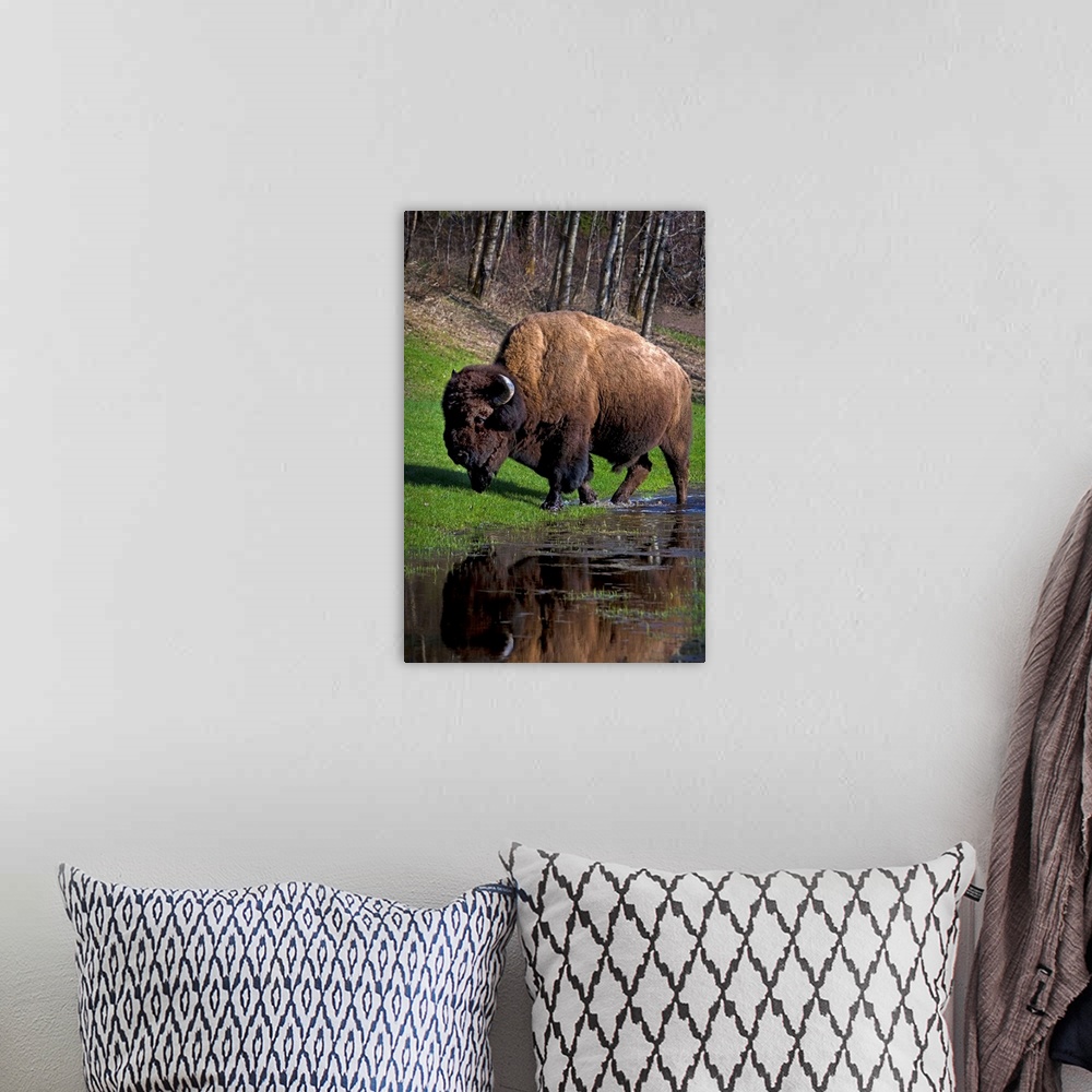 A bohemian room featuring Buffalo By River Bank