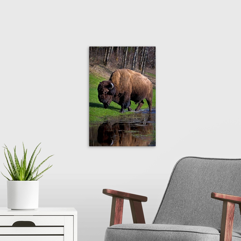 A modern room featuring Buffalo By River Bank