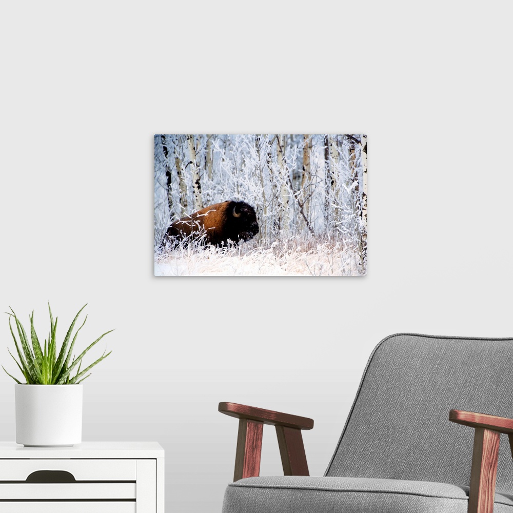 A modern room featuring Buffalo In The Snow