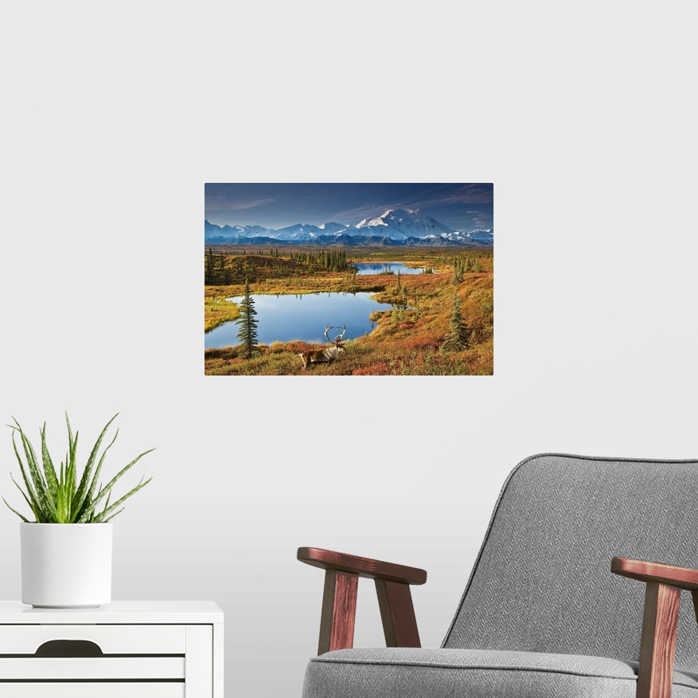 A modern room featuring Bull Caribou And Tundra Pond With Mt. McKinley, Denali National Park, Alaska