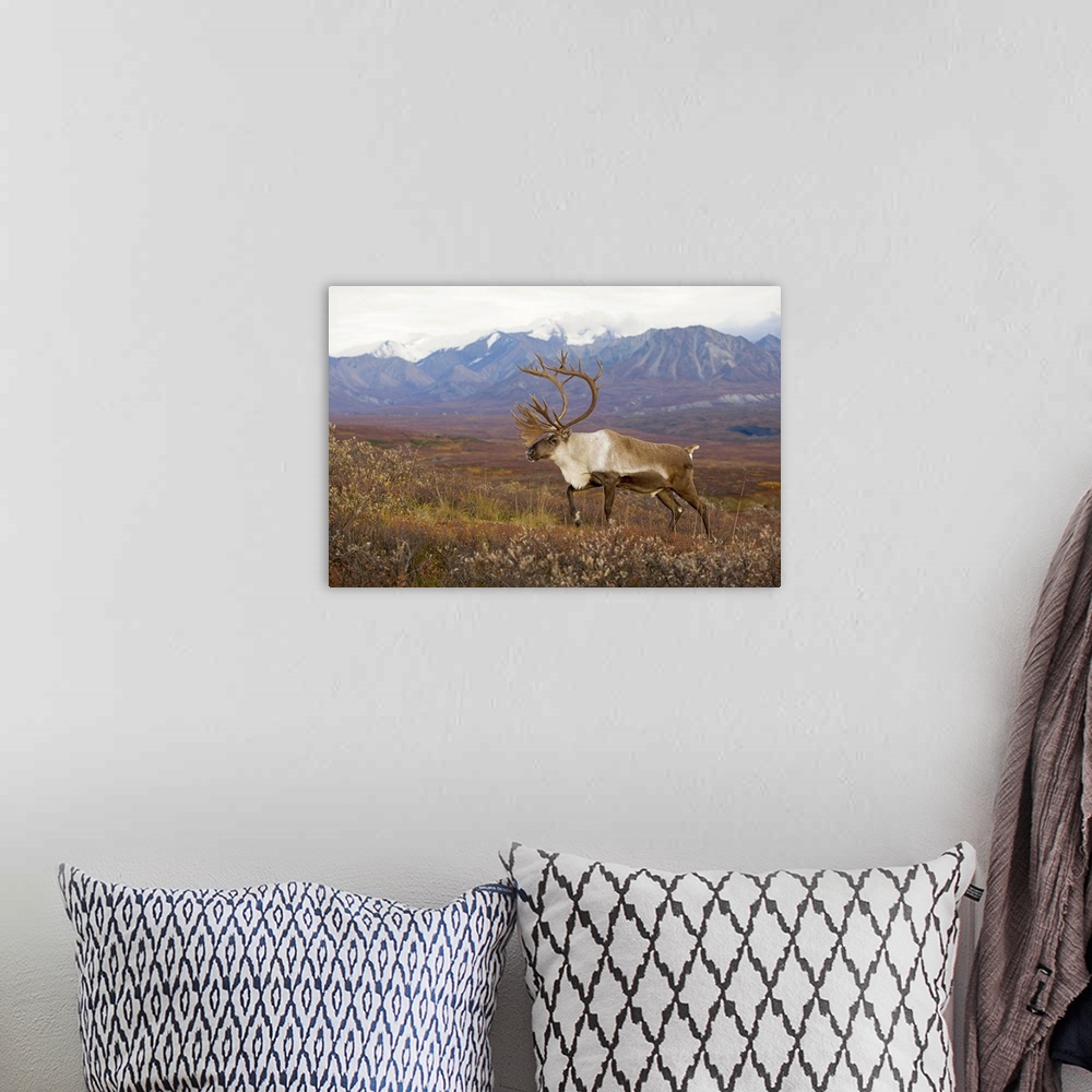 A bohemian room featuring Bull caribou on Autumn tundra with Alaska Range in the background, Denali National Park, Interior...