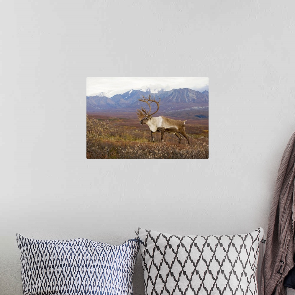 A bohemian room featuring Bull caribou on Autumn tundra with Alaska Range in the background, Denali National Park, Interior...