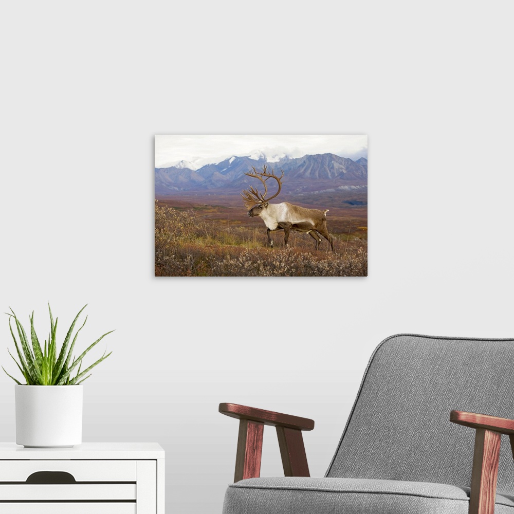 A modern room featuring Bull caribou on Autumn tundra with Alaska Range in the background, Denali National Park, Interior...