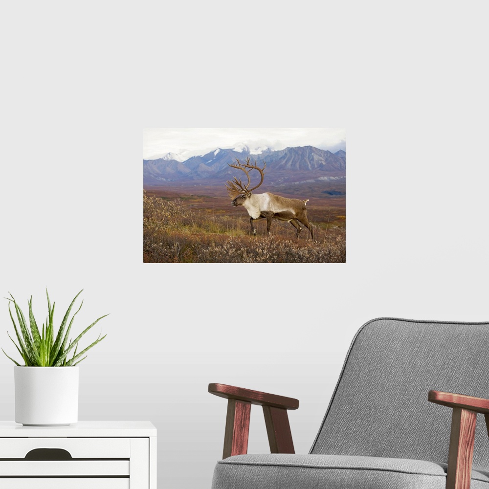 A modern room featuring Bull caribou on Autumn tundra with Alaska Range in the background, Denali National Park, Interior...
