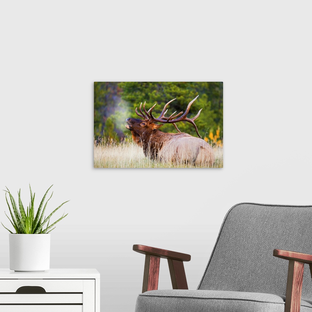 A modern room featuring Bull Elk