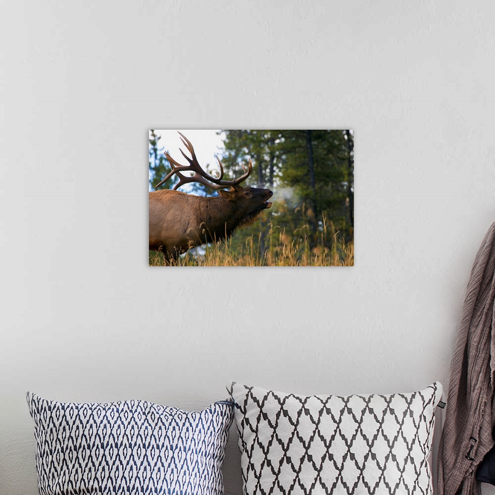 A bohemian room featuring Bull Elk Bugling; Jasper National Park, Alberta, Canada