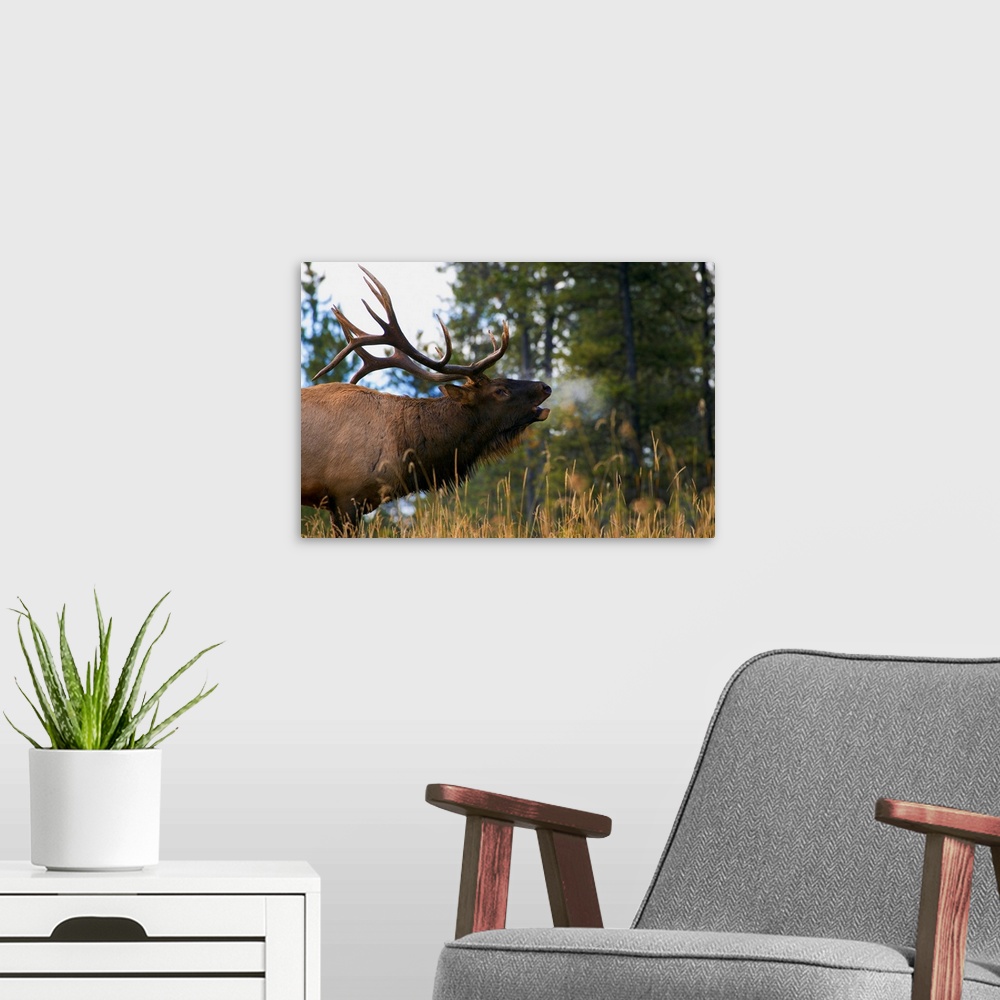 A modern room featuring Bull Elk Bugling; Jasper National Park, Alberta, Canada