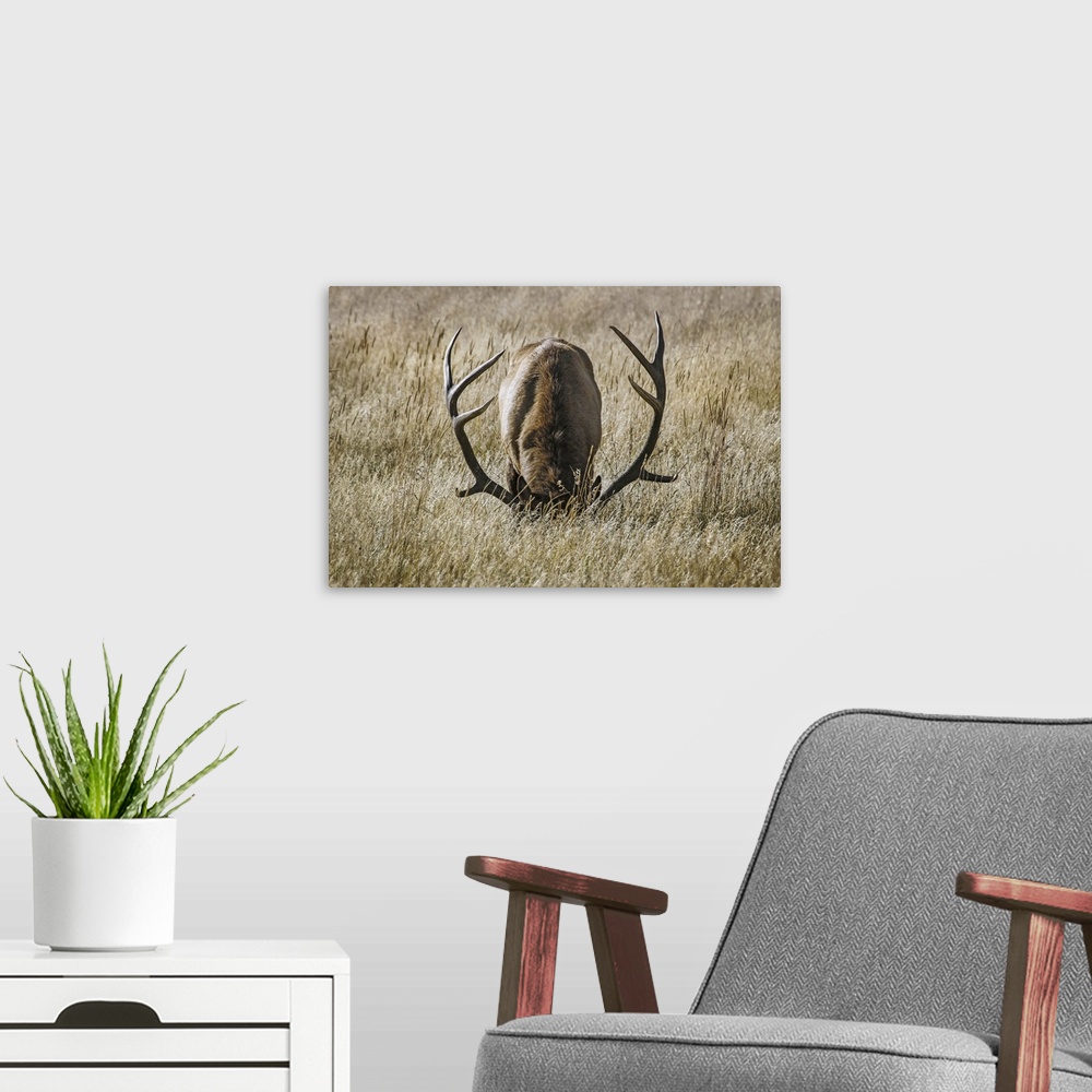 A modern room featuring Bull elk (cervus canadensis) grazing with head down, steamboat springs, Colorado, united states o...