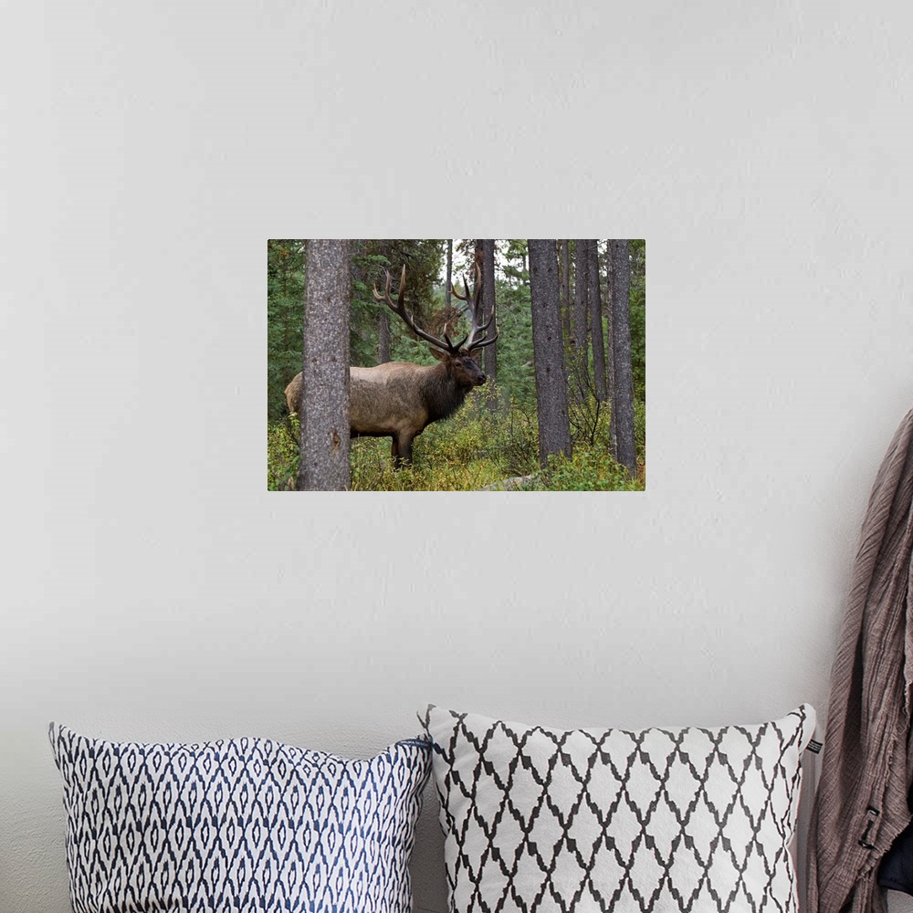 A bohemian room featuring Bull Elk (Cervus Canadensis), Jasper National Park, Jasper, Alberta, Canada