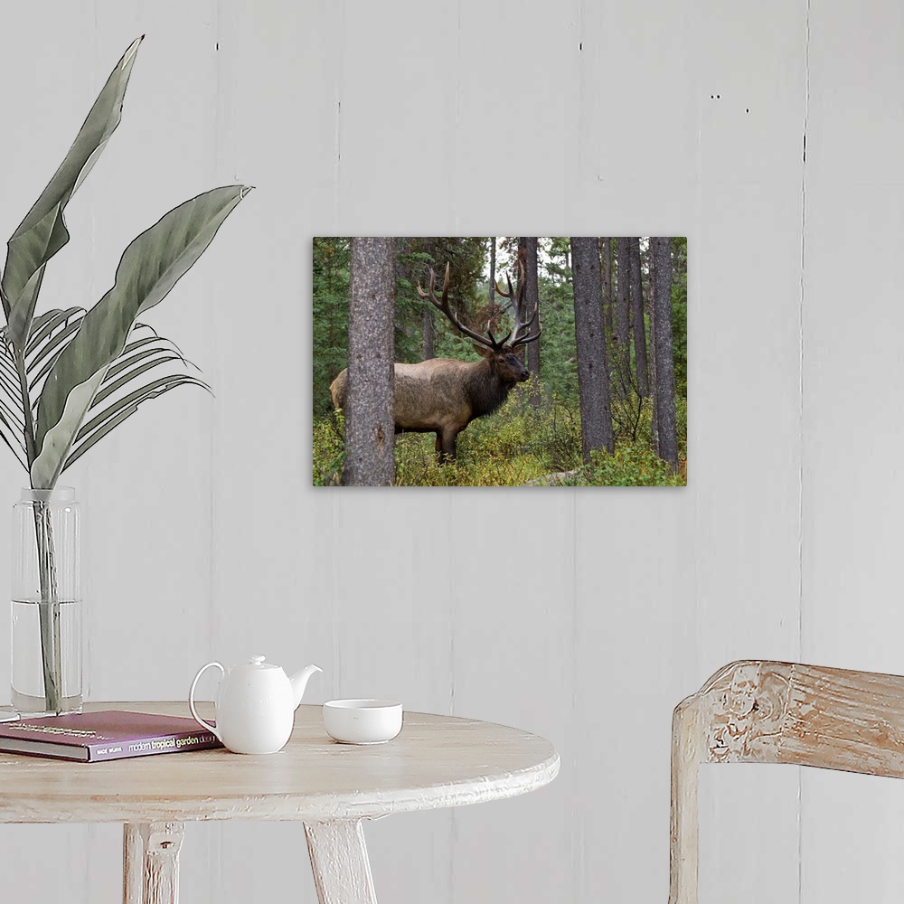 A farmhouse room featuring Bull Elk (Cervus Canadensis), Jasper National Park, Jasper, Alberta, Canada