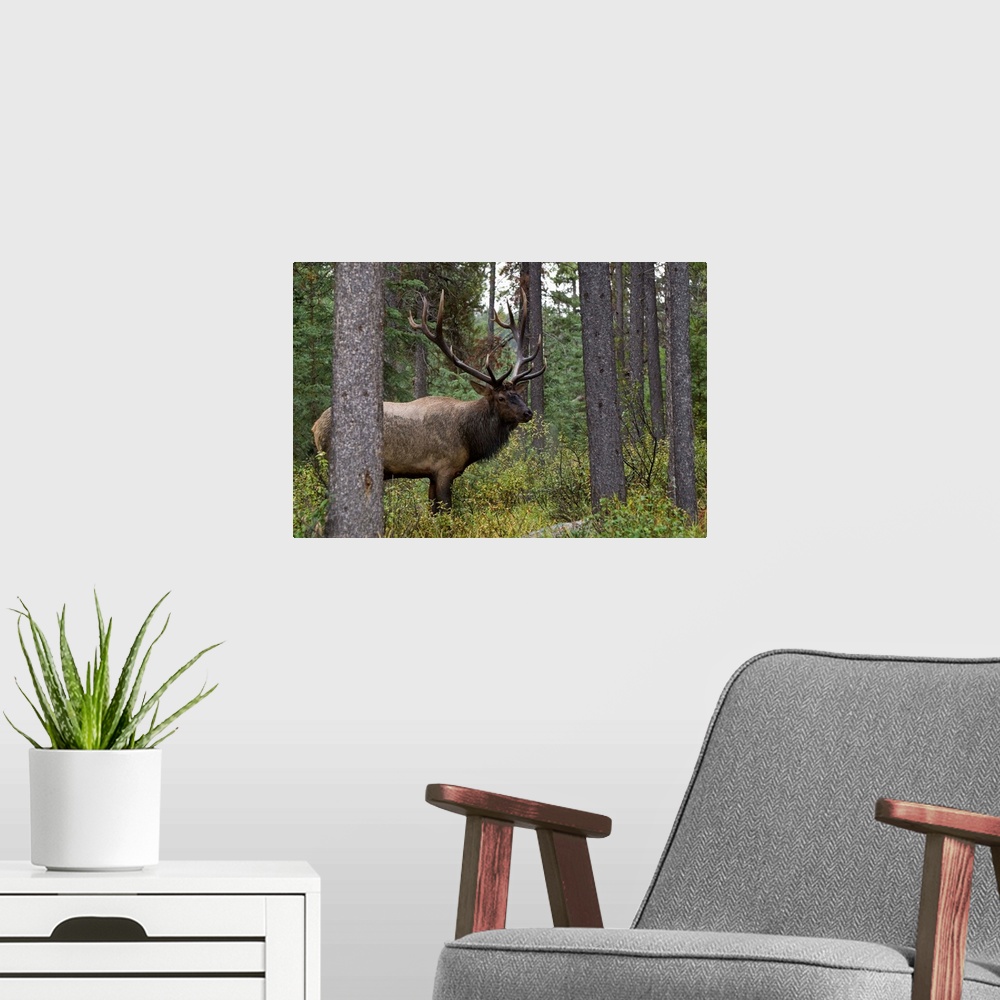A modern room featuring Bull Elk (Cervus Canadensis), Jasper National Park, Jasper, Alberta, Canada