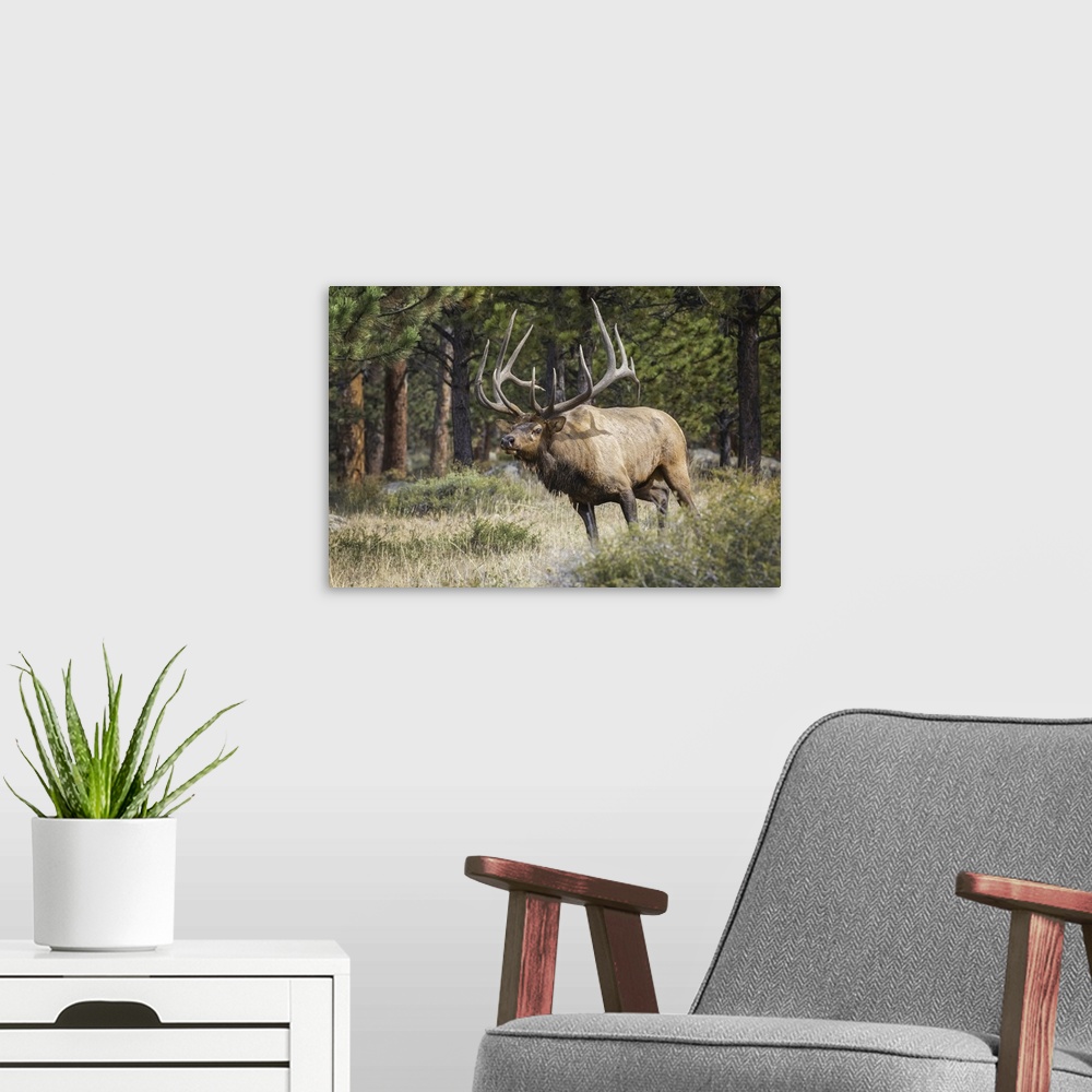 A modern room featuring Bull elk (cervus canadensis), steamboat springs, Colorado, united states of America.