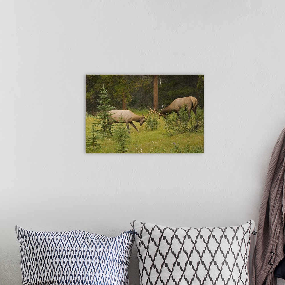 A bohemian room featuring Bull Elk Fighting, Banff National Park, Banff, Alberta, Canada