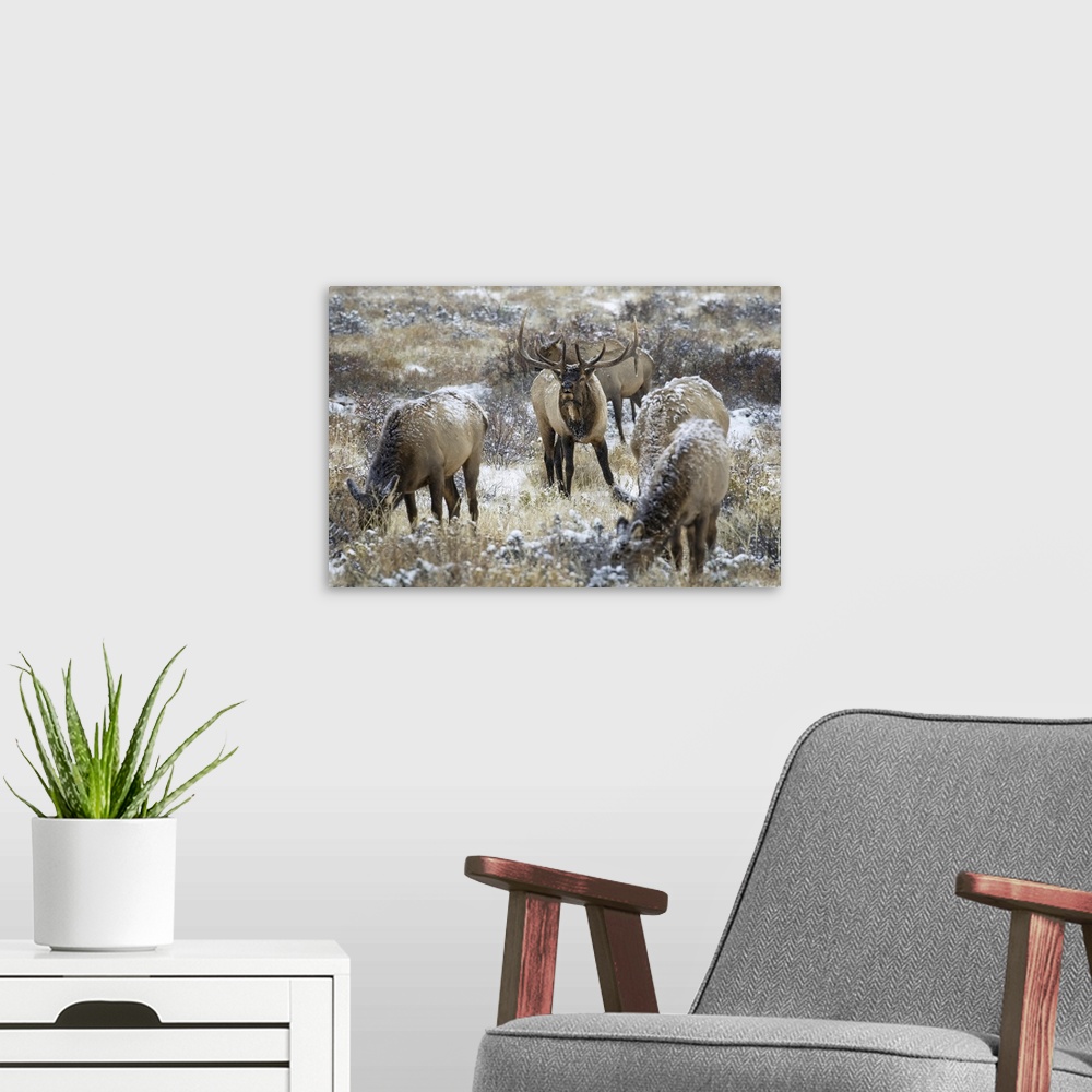 A modern room featuring Bull elk (cervus canadensis) grazing in the light snow-cover, steamboat springs, Colorado, united...