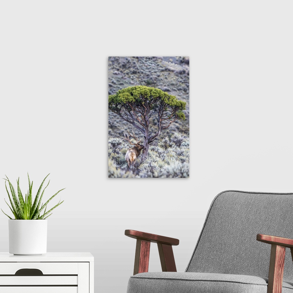 A modern room featuring View taken from behind of a bull elk (Cervus canadensis) standing in a field of sagebrush (Artemi...