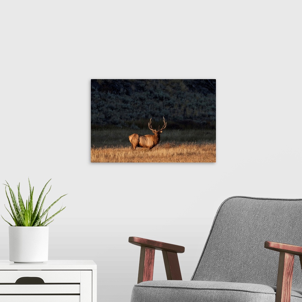 A modern room featuring Bull elk (Cervus canadensis) stands in a prairie and looks at the camera in Yellowstone National ...
