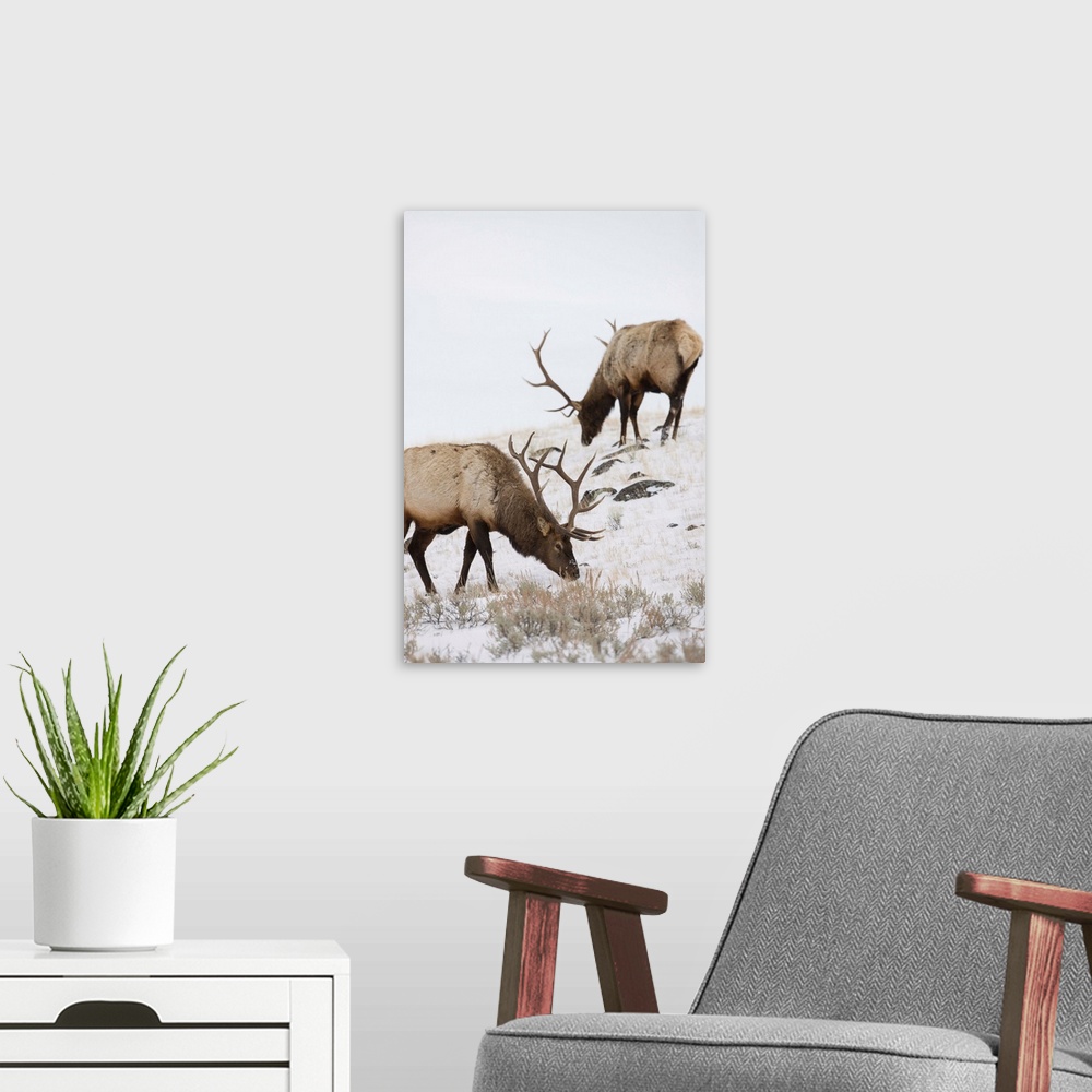 A modern room featuring Bull elks (Cervus canadensis) graze in a snow covered prairie in Yellowstone National Park, Wyomi...