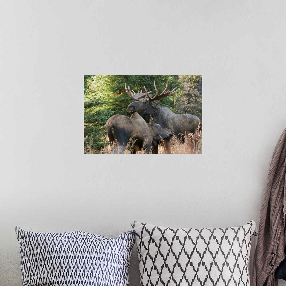 A bohemian room featuring Big print of a moose cuddling with a cow in a field with a forest in the background.