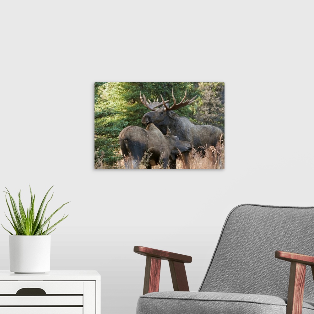 A modern room featuring Big print of a moose cuddling with a cow in a field with a forest in the background.