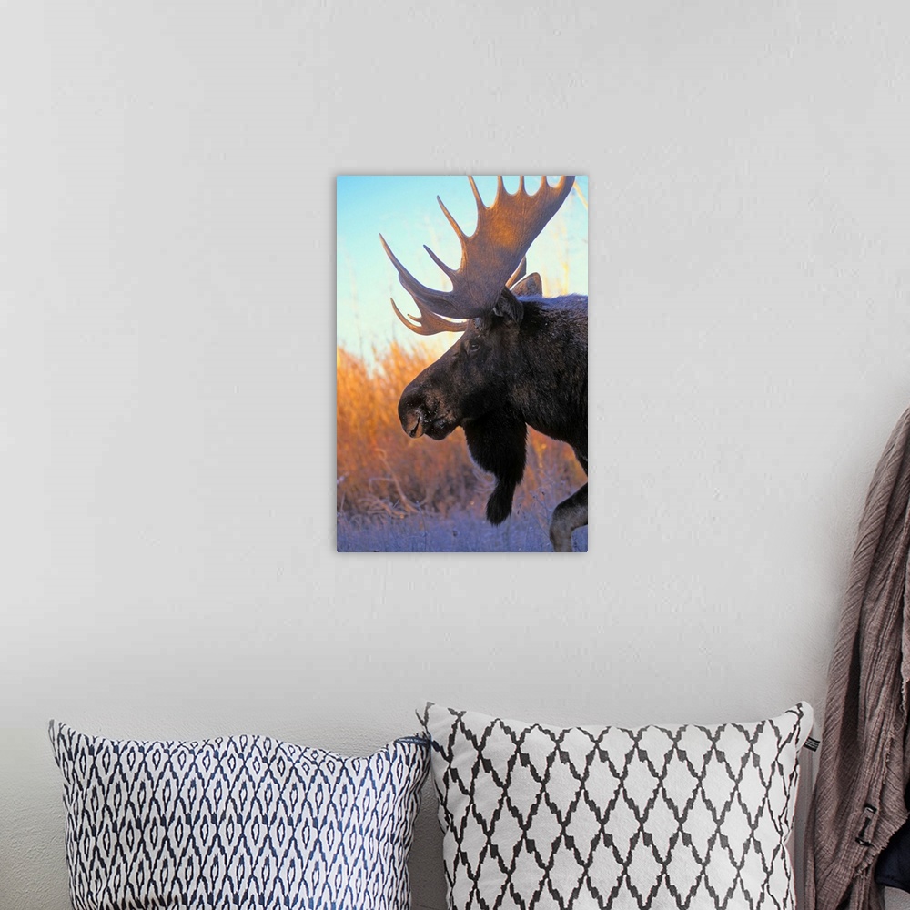 A bohemian room featuring Bull Moose At Dawn, Autumn, Rocky Mountains
